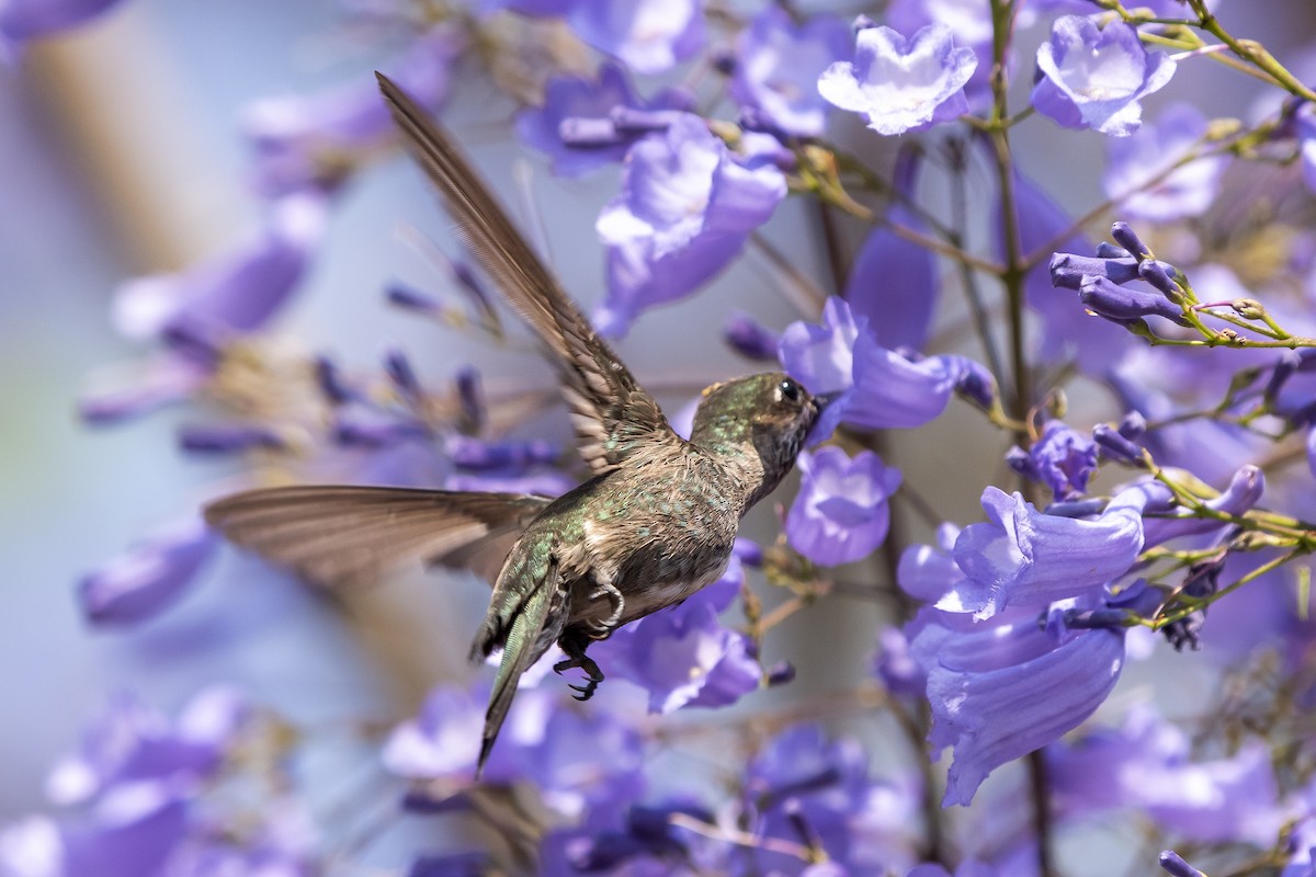 tupikolibri (versicolor gr.) - ML370855851