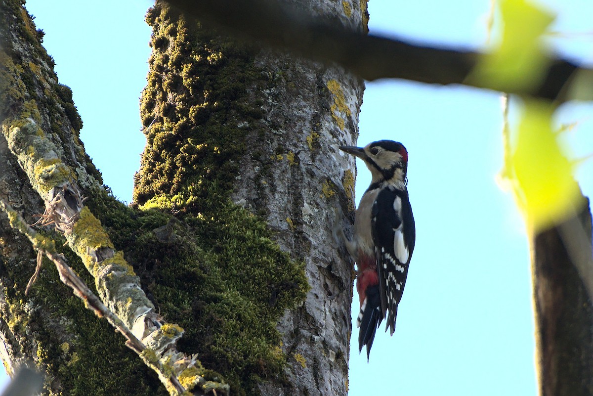 Great Spotted Woodpecker - ML370856641