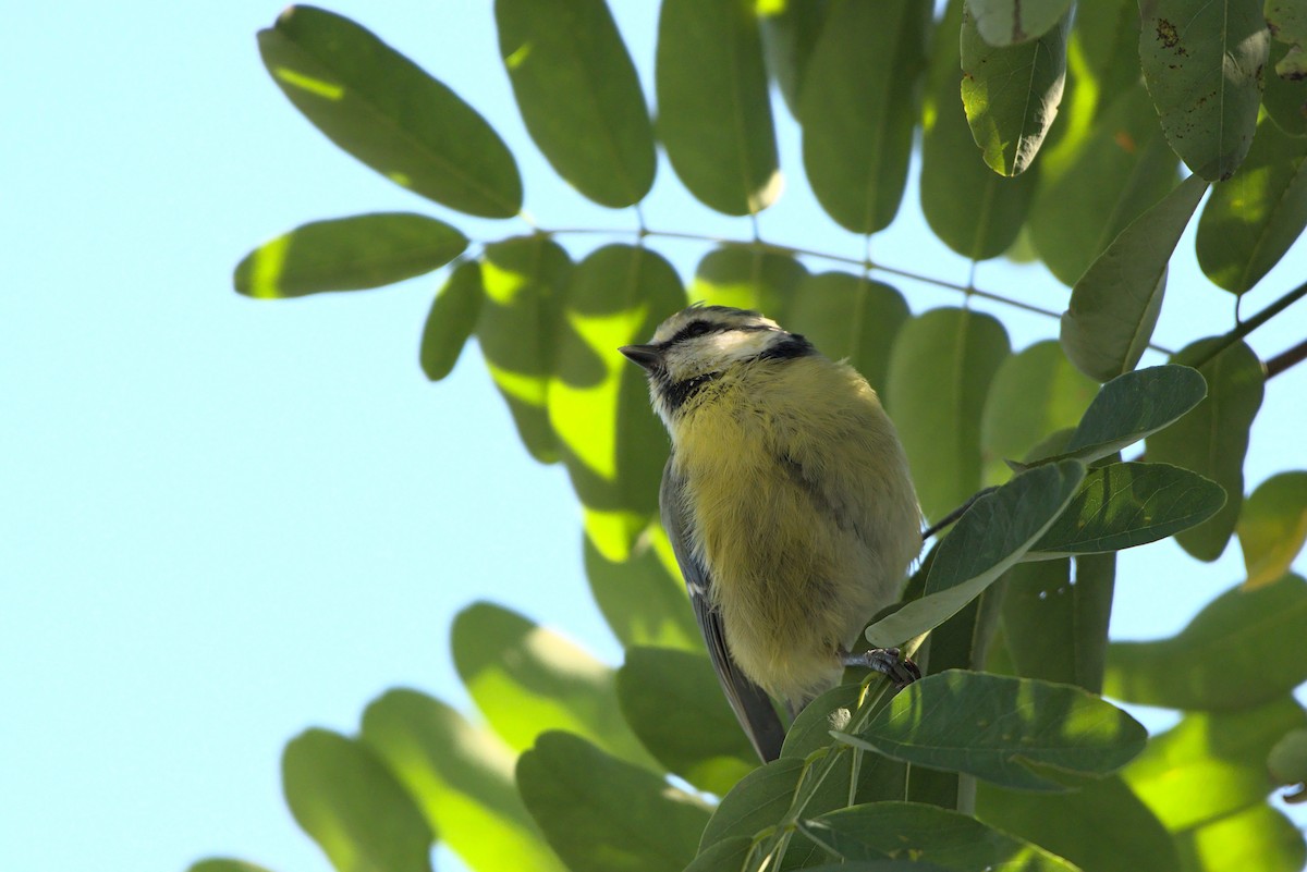 Eurasian Blue Tit - ML370857481