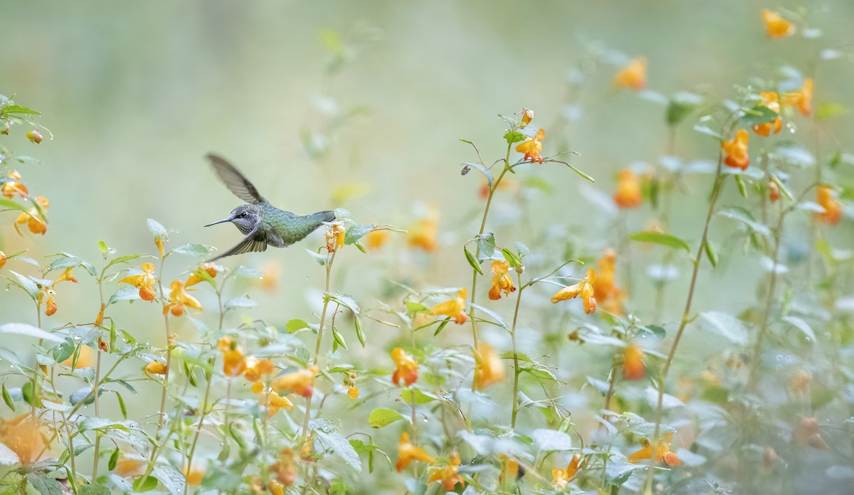 Ruby-throated Hummingbird - Jocelyn  Anderson