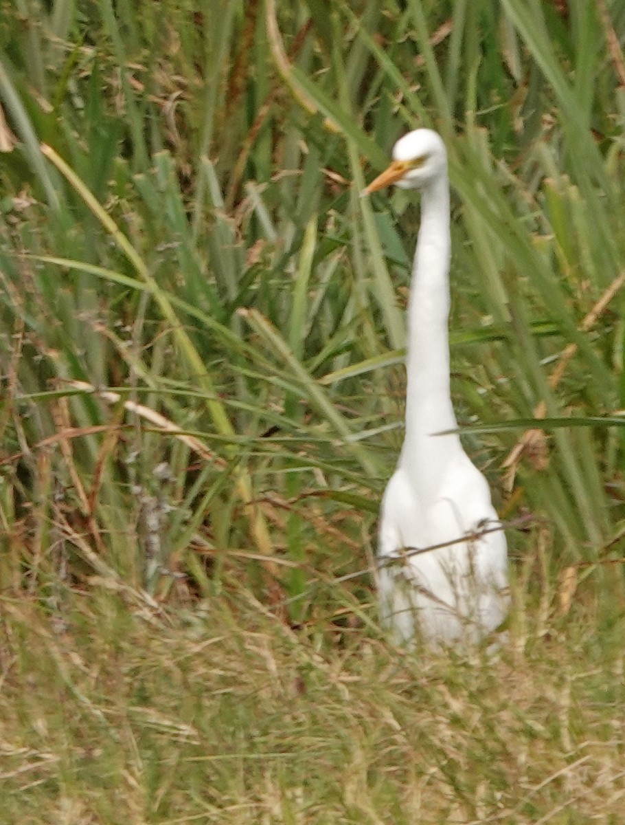 Great Egret - ML370860481