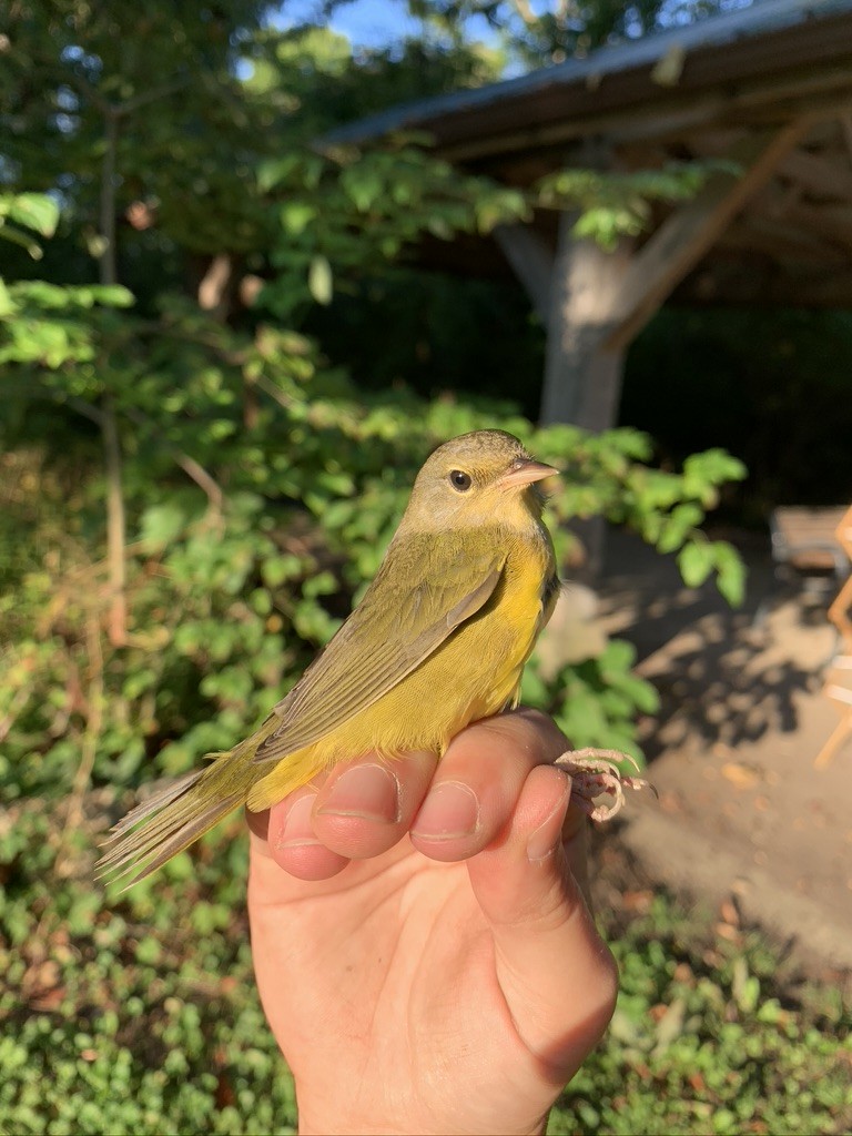 Mourning Warbler - Lara Jones