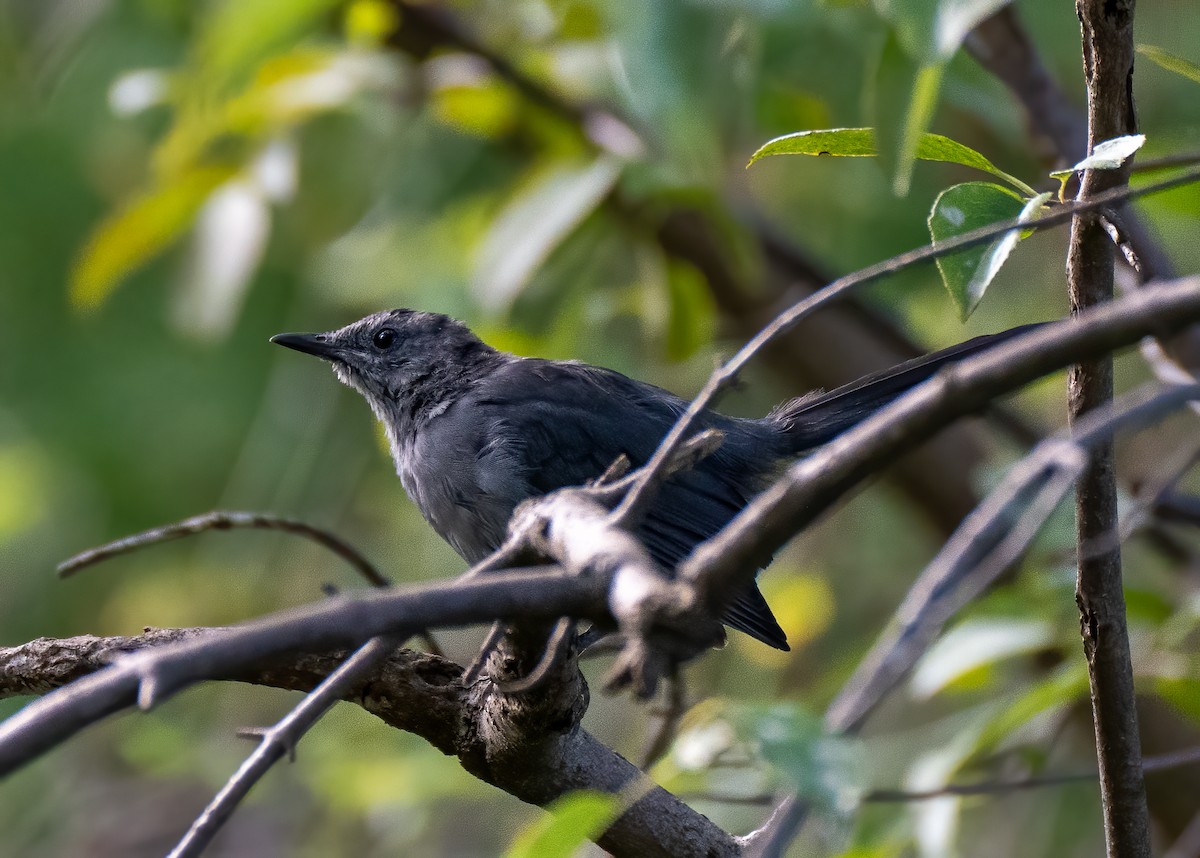 Miaulari grisa - ML370862651