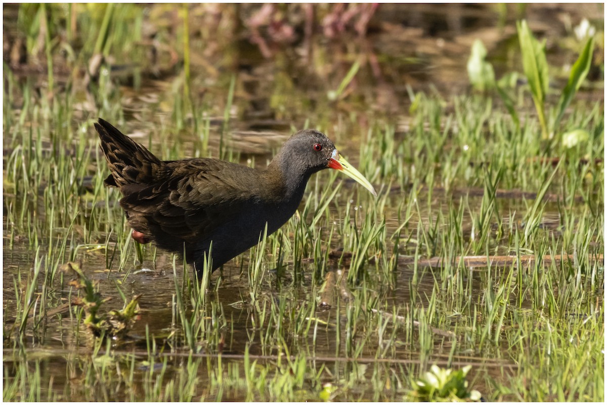 Plumbeous Rail - Carlos Miranda