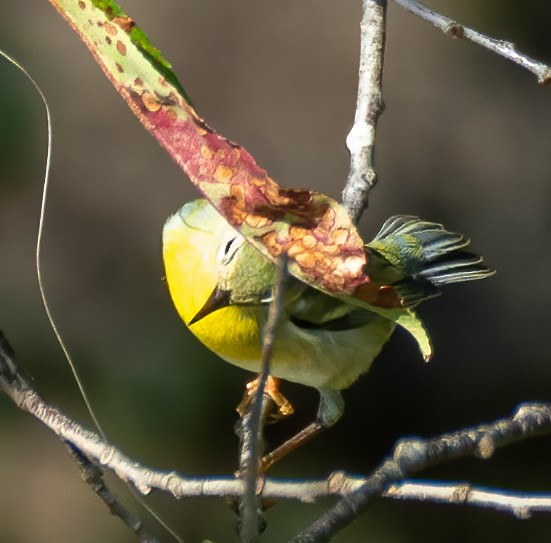 Kuzeyli Parula - ML370863181