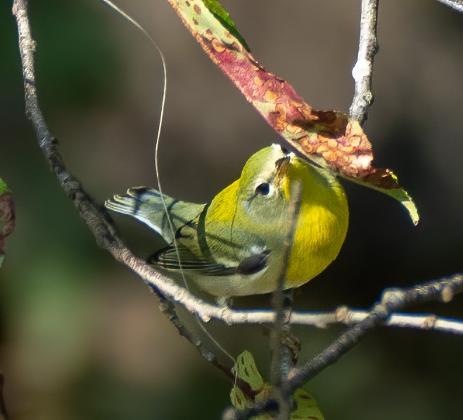 Kuzeyli Parula - ML370863191