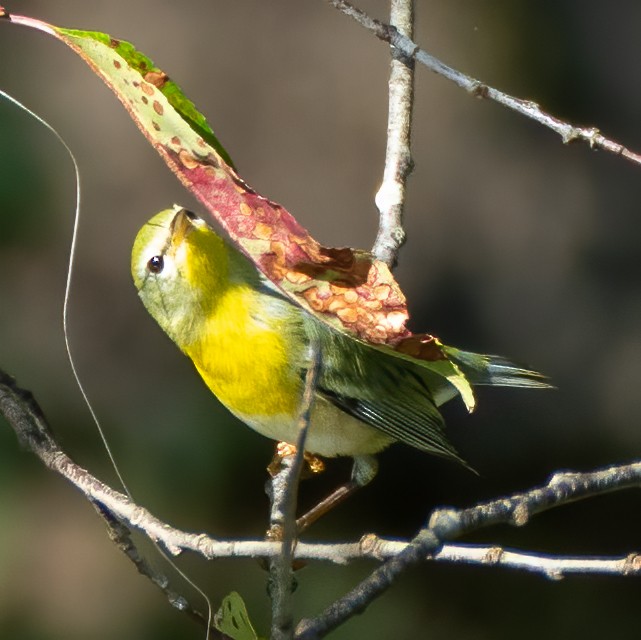 Kuzeyli Parula - ML370863201