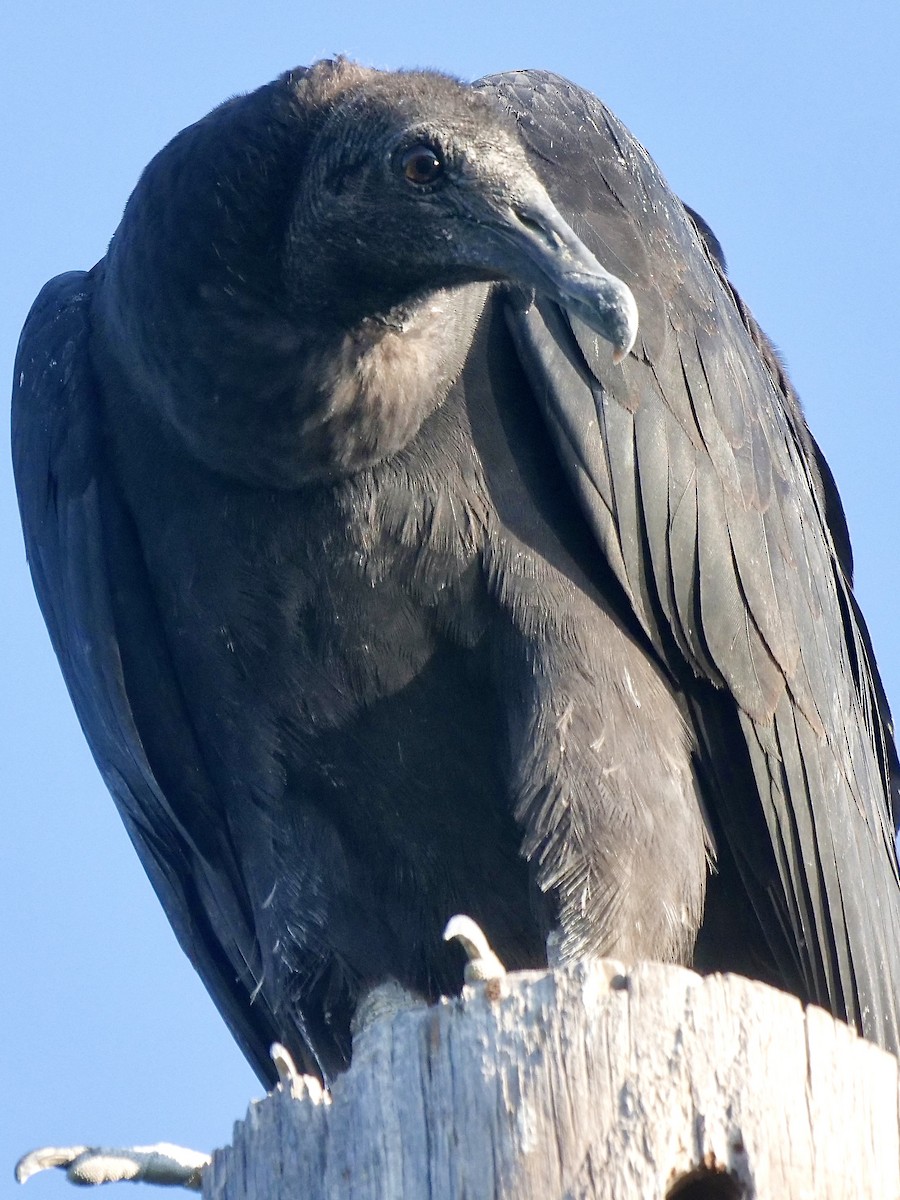Black Vulture - Jeff Osborne