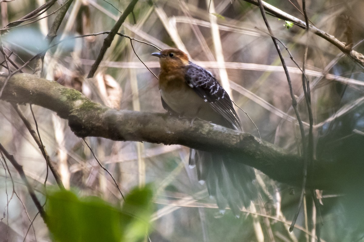 Pavonine Cuckoo - Luiz Carlos Ramassotti