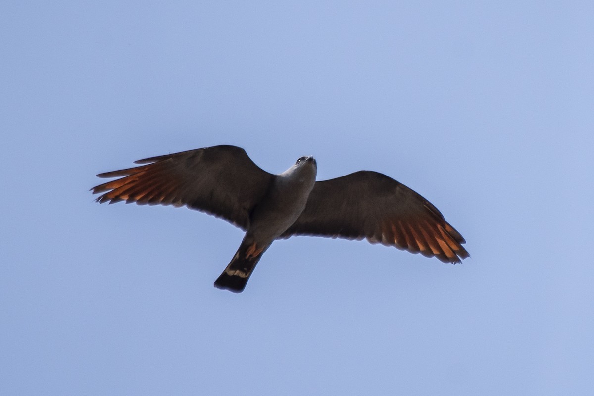 Plumbeous Kite - ML370866061