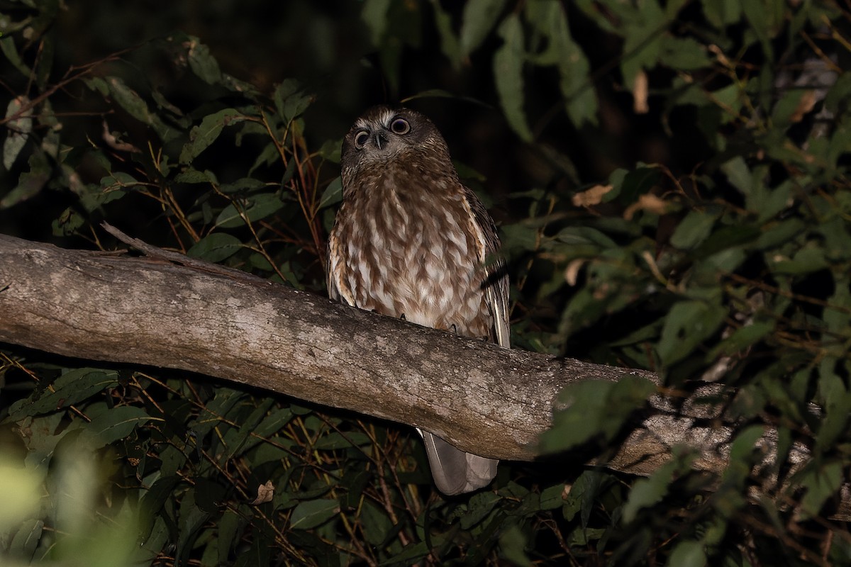 Southern Boobook - Steve Popple