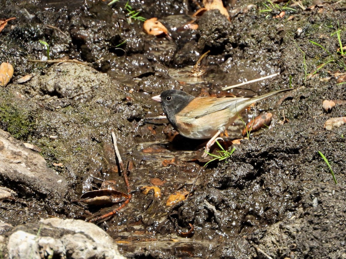 Юнко сірий - ML370866861
