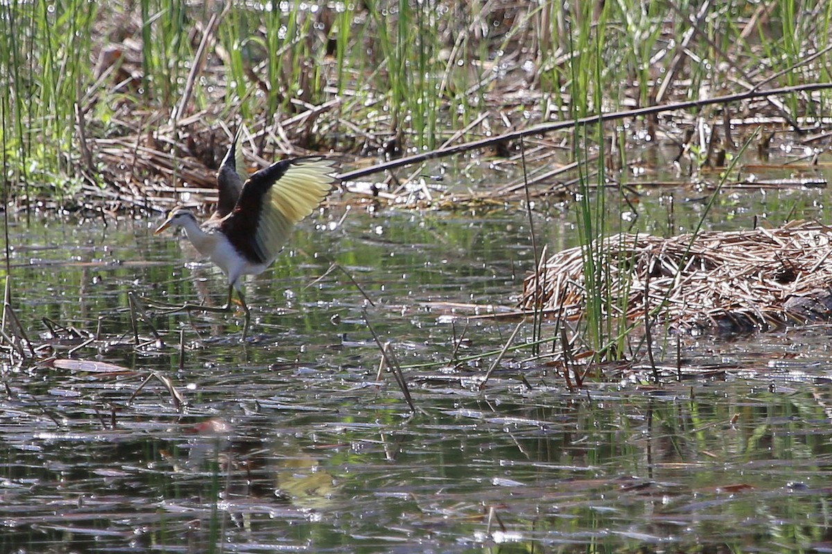 Jacana du Mexique - ML370867181