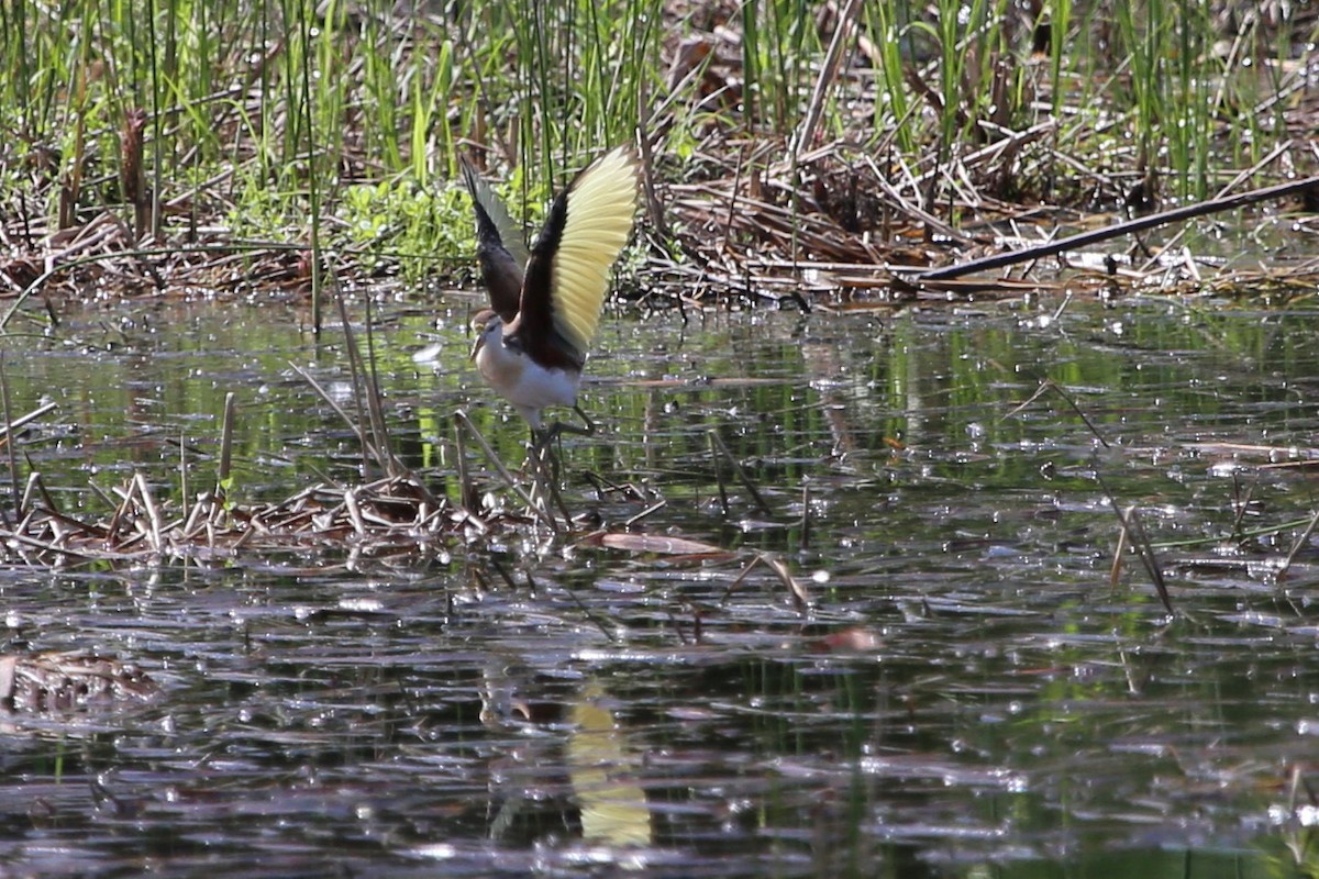 Northern Jacana - ML370867221