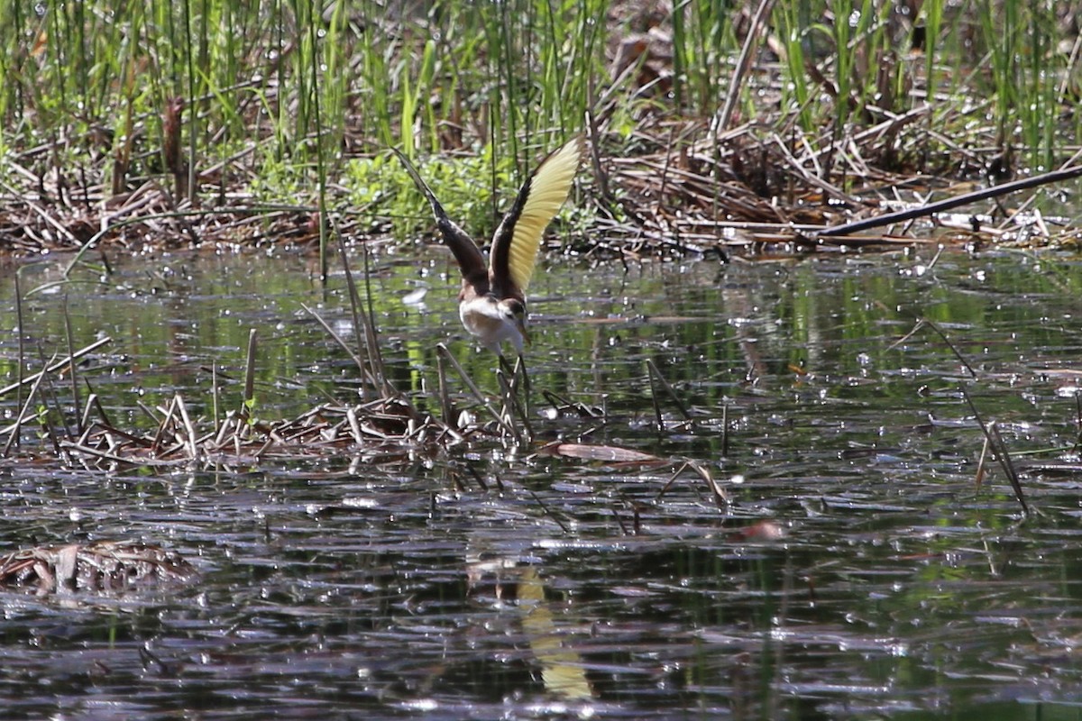 Jacana du Mexique - ML370867231