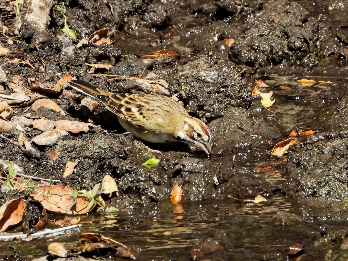 Lark Sparrow - ML370867481
