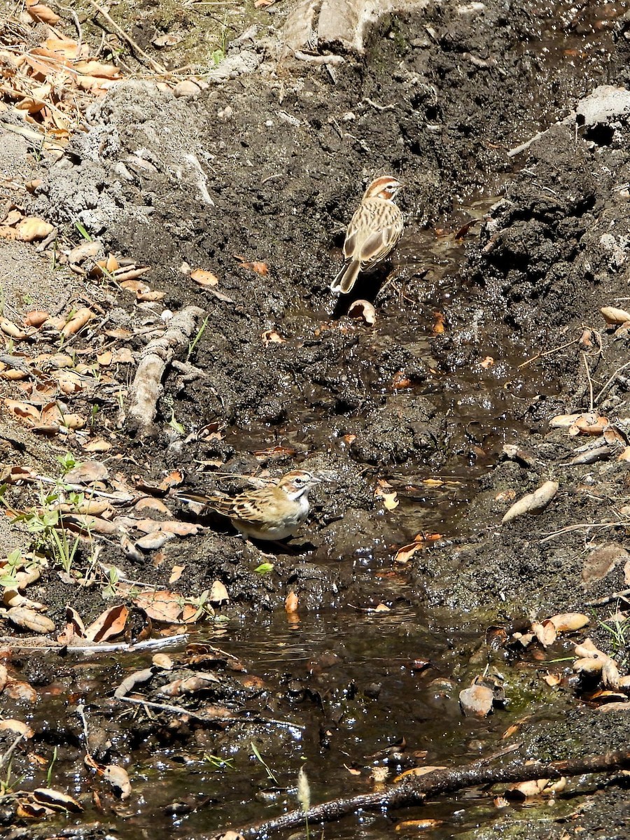 Lark Sparrow - ML370867881