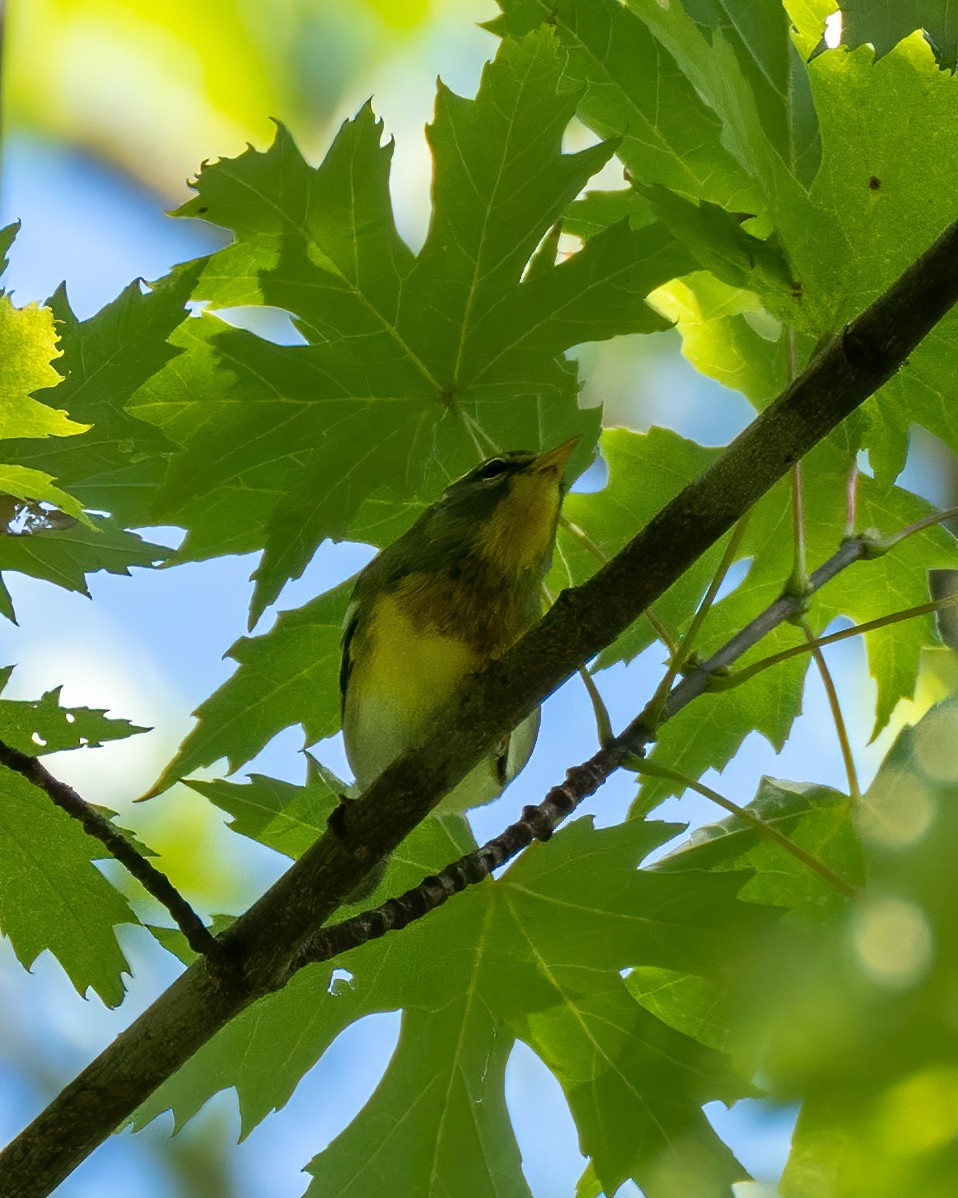 Kuzeyli Parula - ML370869791