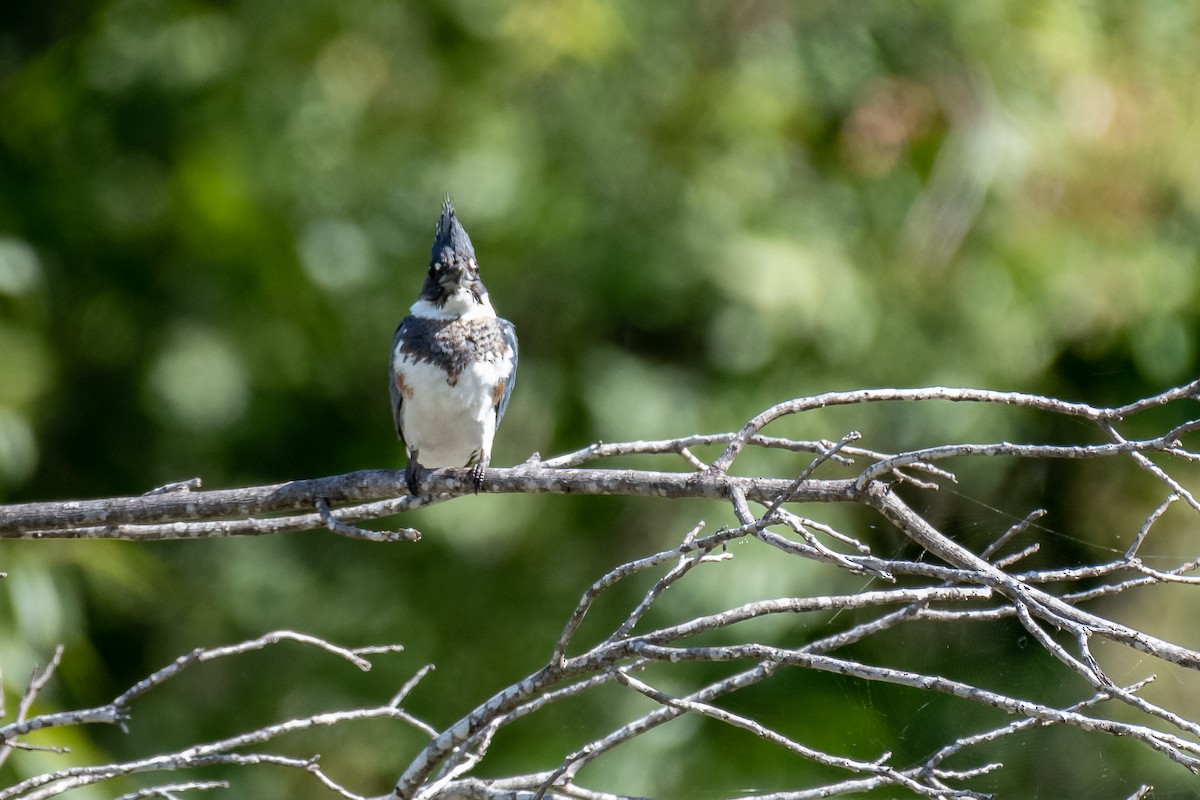 Belted Kingfisher - ML370869951