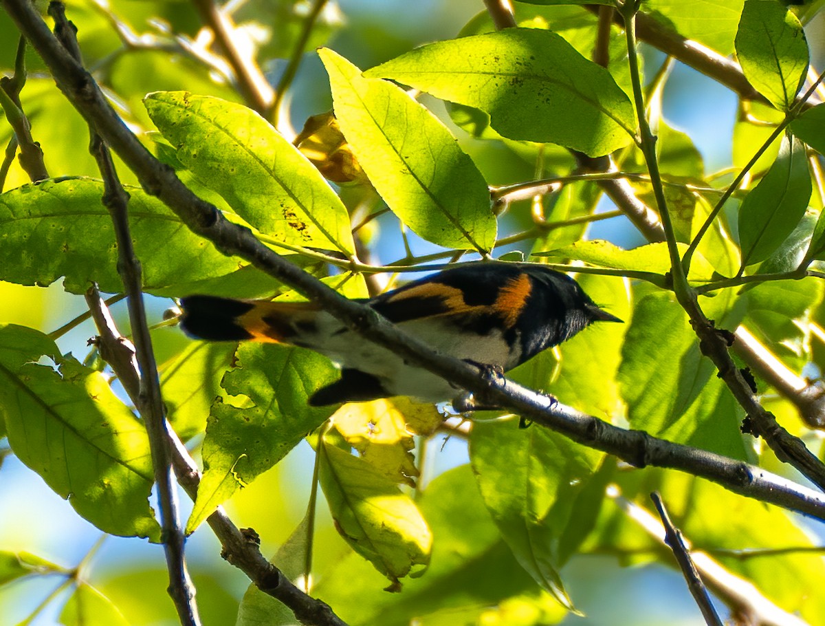 American Redstart - ML370870491