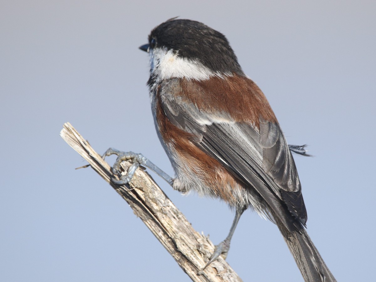 Chestnut-backed Chickadee - ML370870521