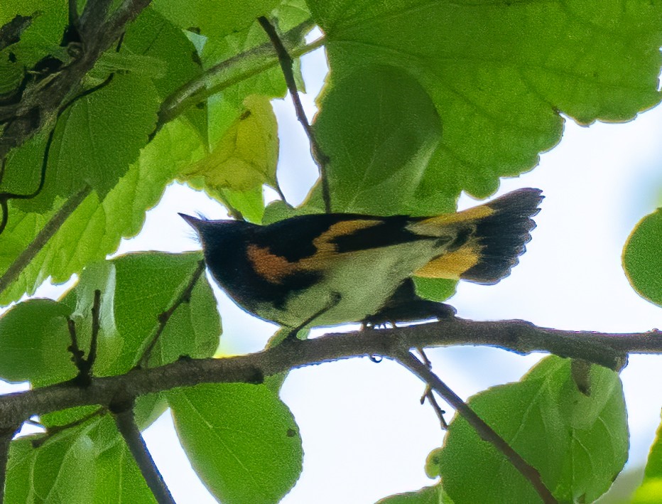 American Redstart - ML370870711