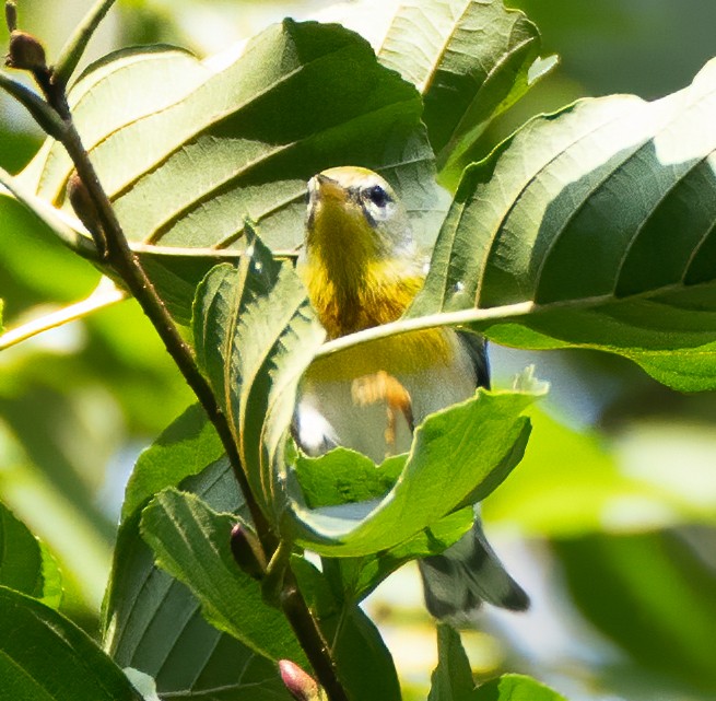 Kuzeyli Parula - ML370871411