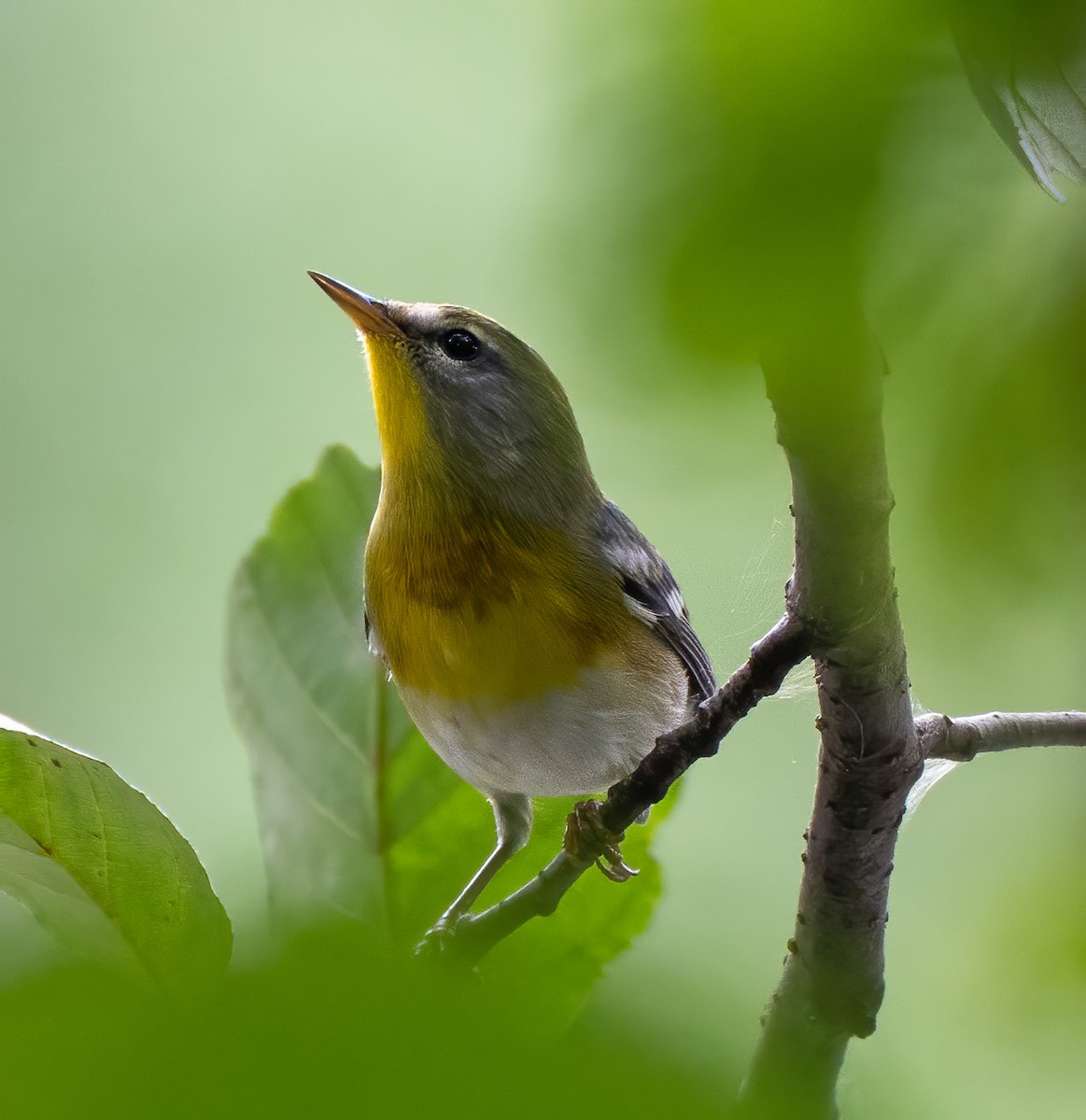 Kuzeyli Parula - ML370872191