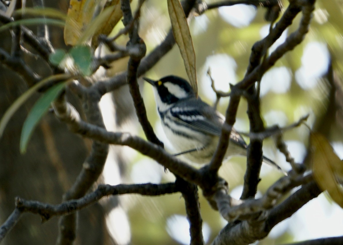 Black-throated Gray Warbler - ML370874911