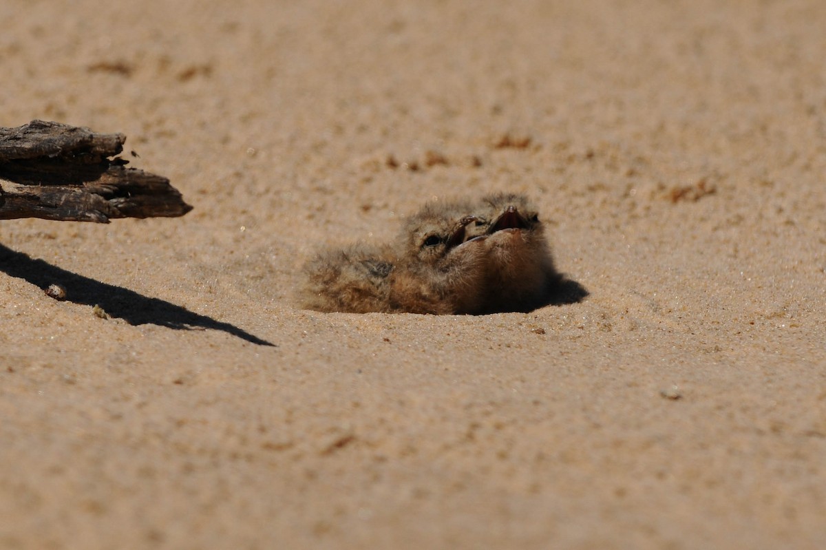 Sand-colored Nighthawk - ML37087521