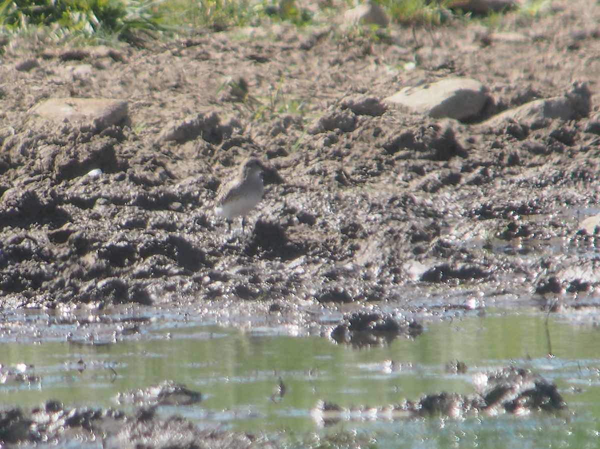 Baird's Sandpiper - ML370875571