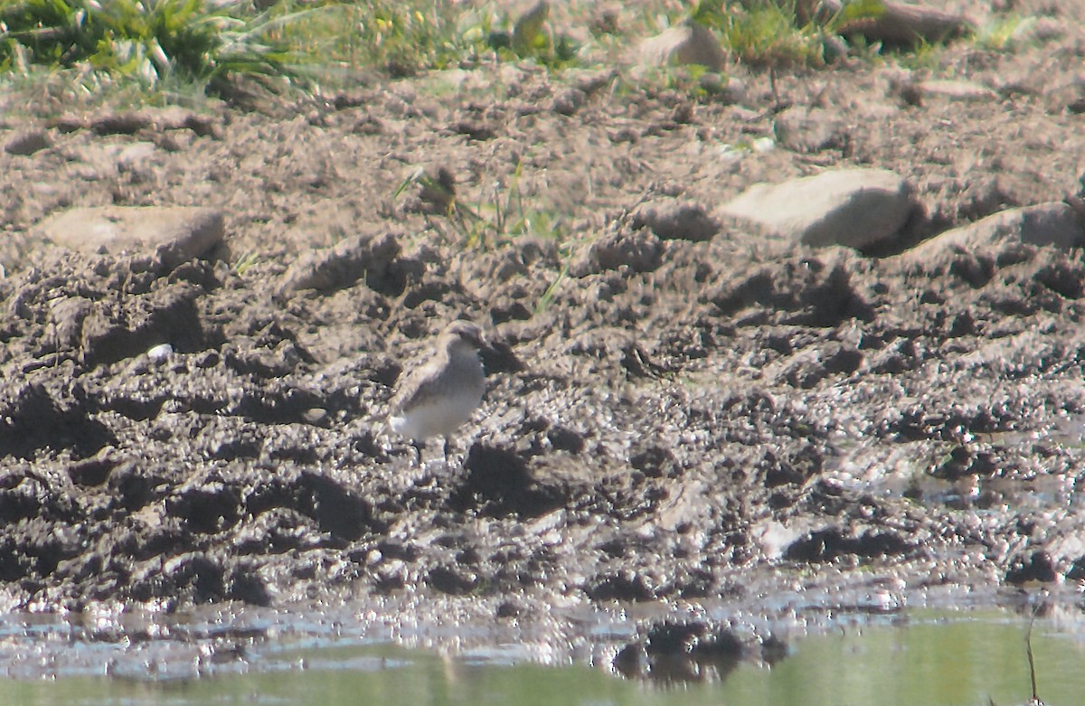 Baird's Sandpiper - ML370875591