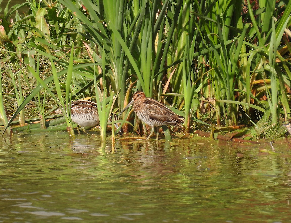 Wilson's Snipe - Richard Mckay