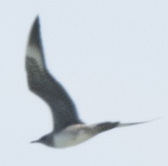 Long-tailed Jaeger - ML370876541