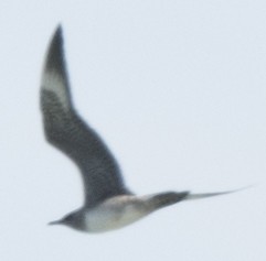 Long-tailed Jaeger - Chris Neri