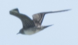 Long-tailed Jaeger - ML370876561