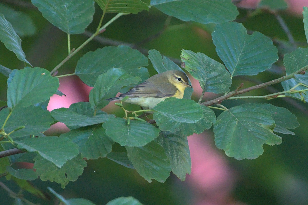 Willow Warbler - ML370877941