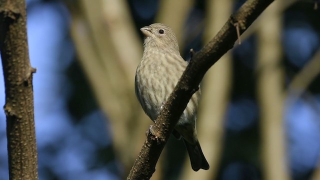 House Finch - ML370878231