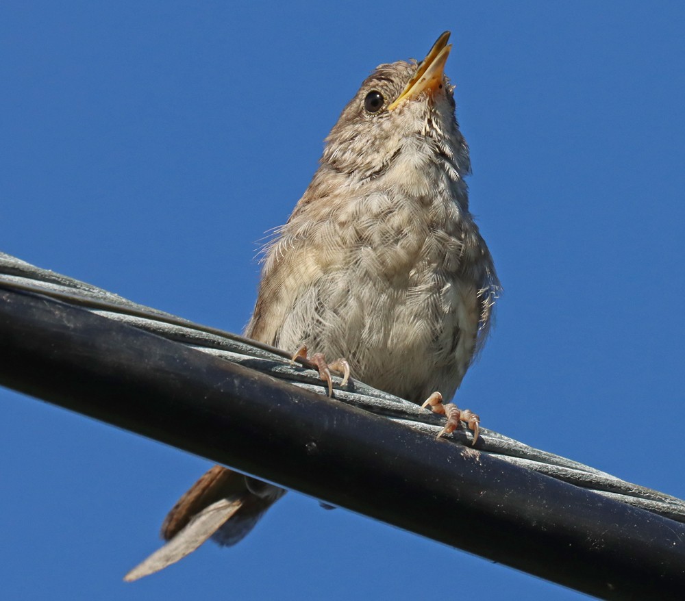 Northern House Wren - ML370878481