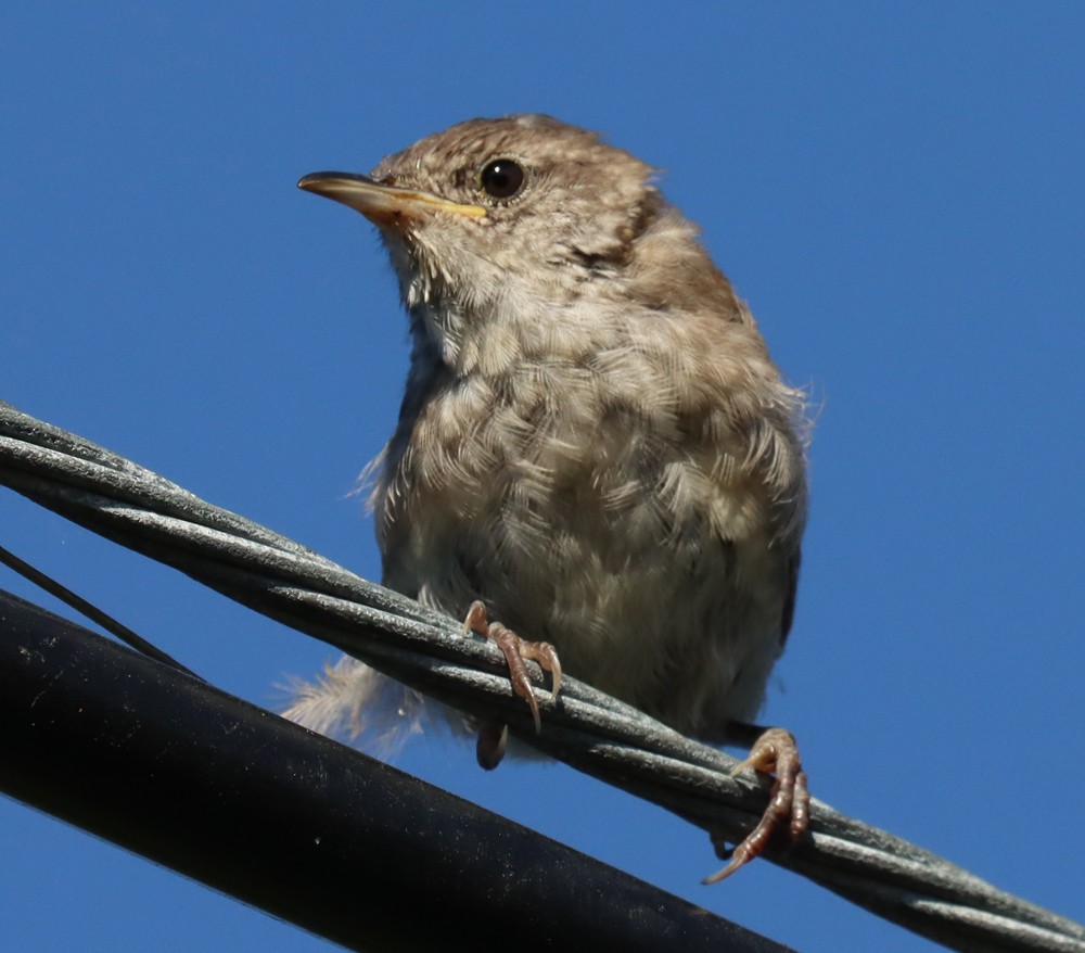 Northern House Wren - ML370878491