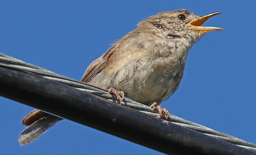 Northern House Wren - ML370878501