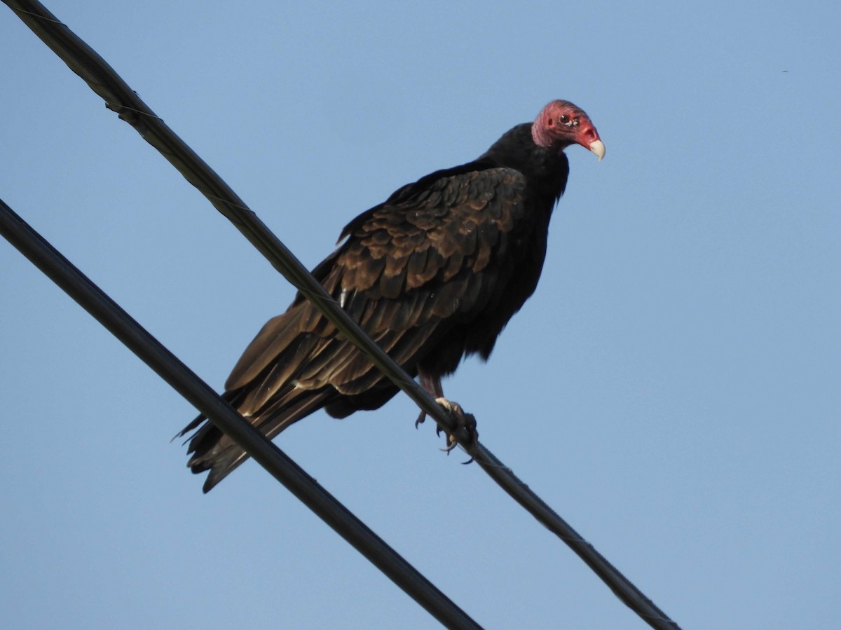 Turkey Vulture - ML370880151