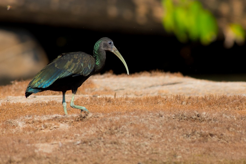 grønnakkeibis - ML37088221