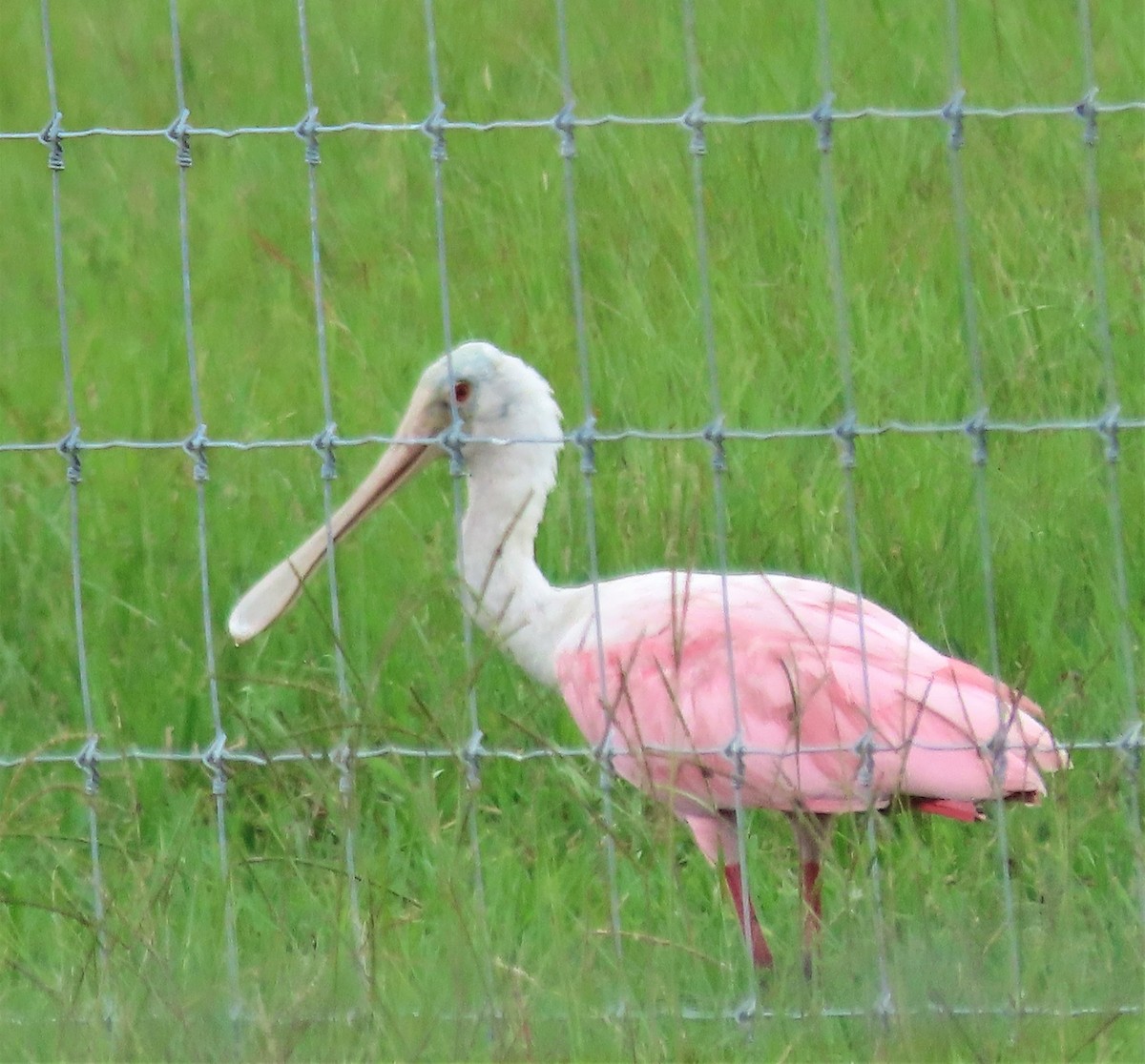 Roseate Spoonbill - ML370882411