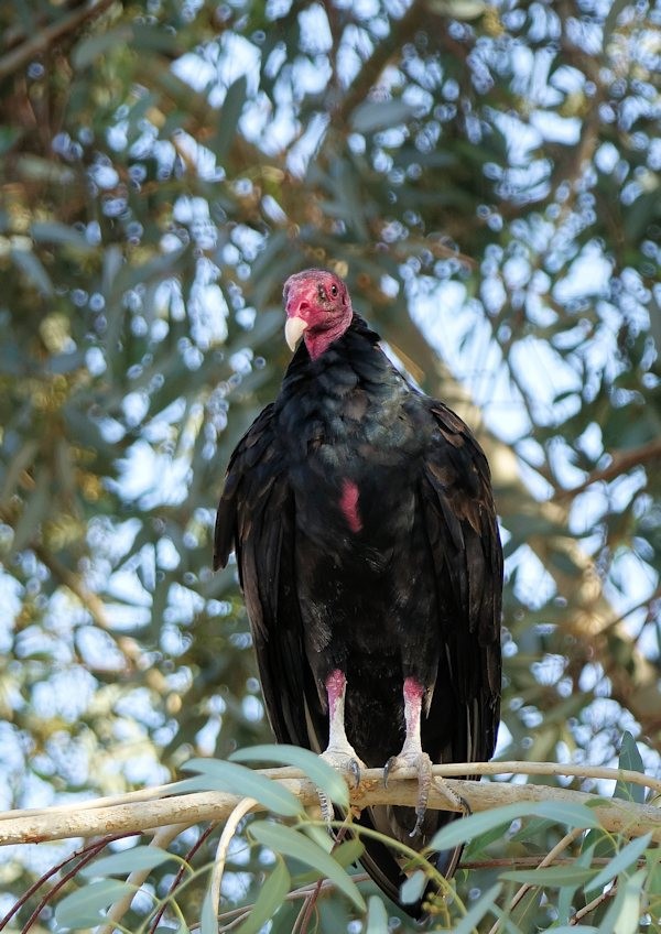 Turkey Vulture - Henry Detwiler