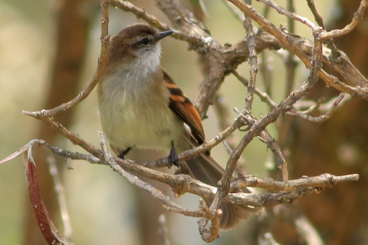White-throated Tyrannulet - ML370884831
