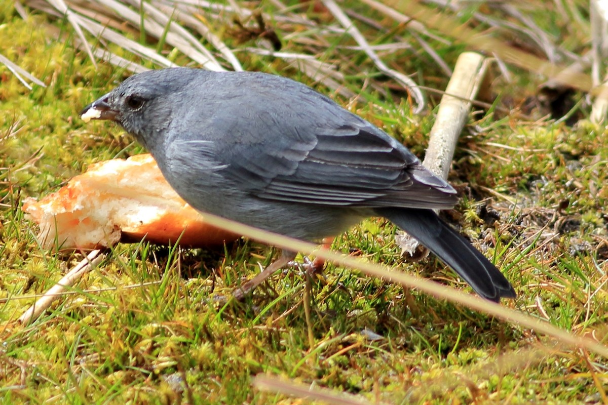 Plumbeous Sierra Finch - ML370884901