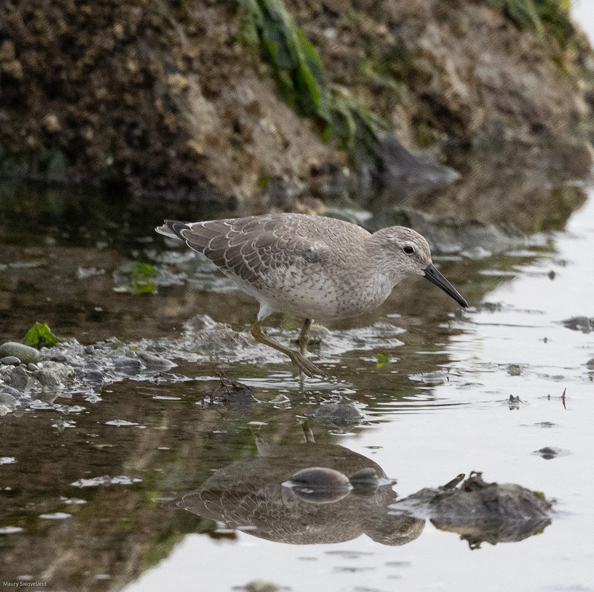 Red Knot - Maury Swoveland