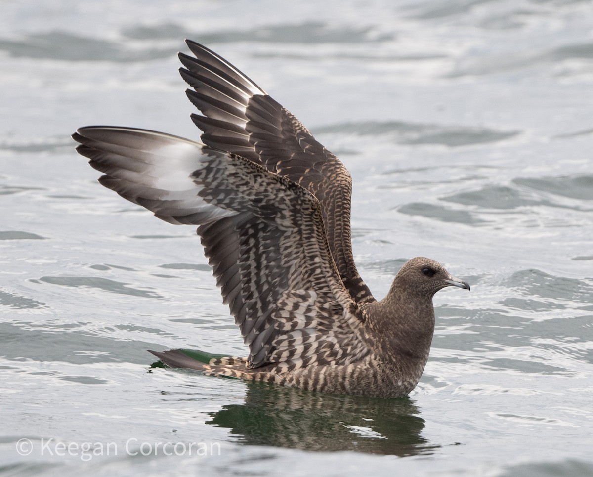 Parasitic Jaeger - Keegan Corcoran