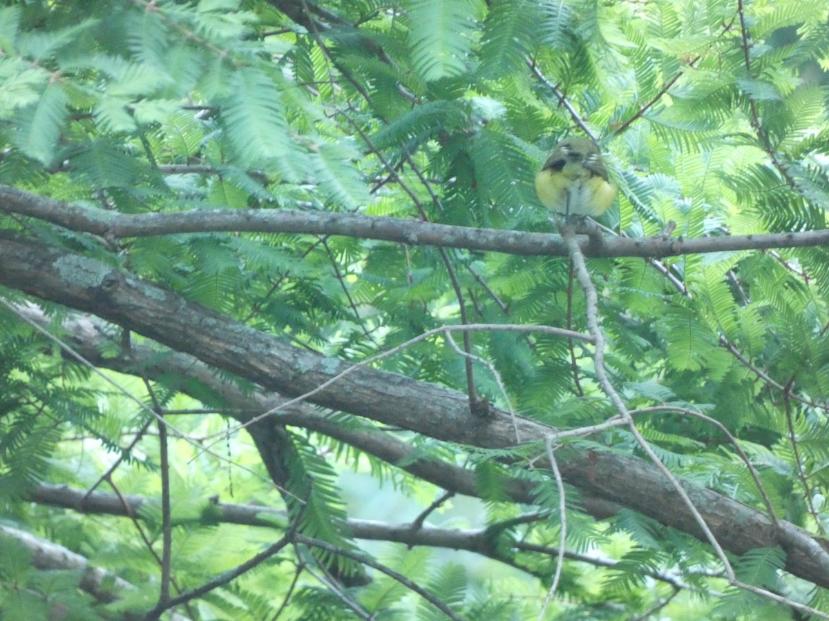 White-eyed Vireo - William Buswell